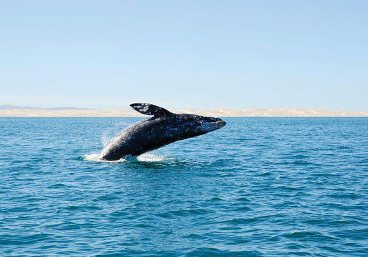 whale breaching the surface